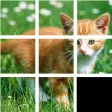 Jigsaw Animal Jigsaw Animal