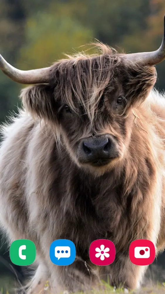 Animal Wallpapers Screenshots