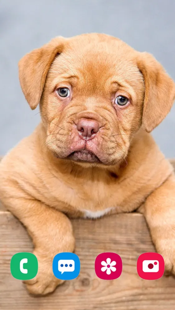 Animal Wallpapers Screenshots