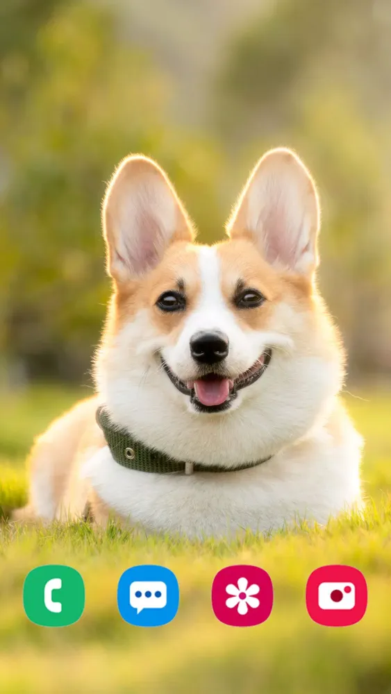 Dog Wallpapers スクリーンショット