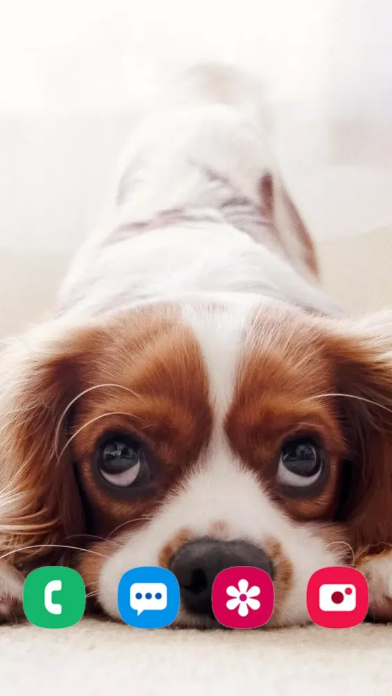Dog Wallpapers スクリーンショット