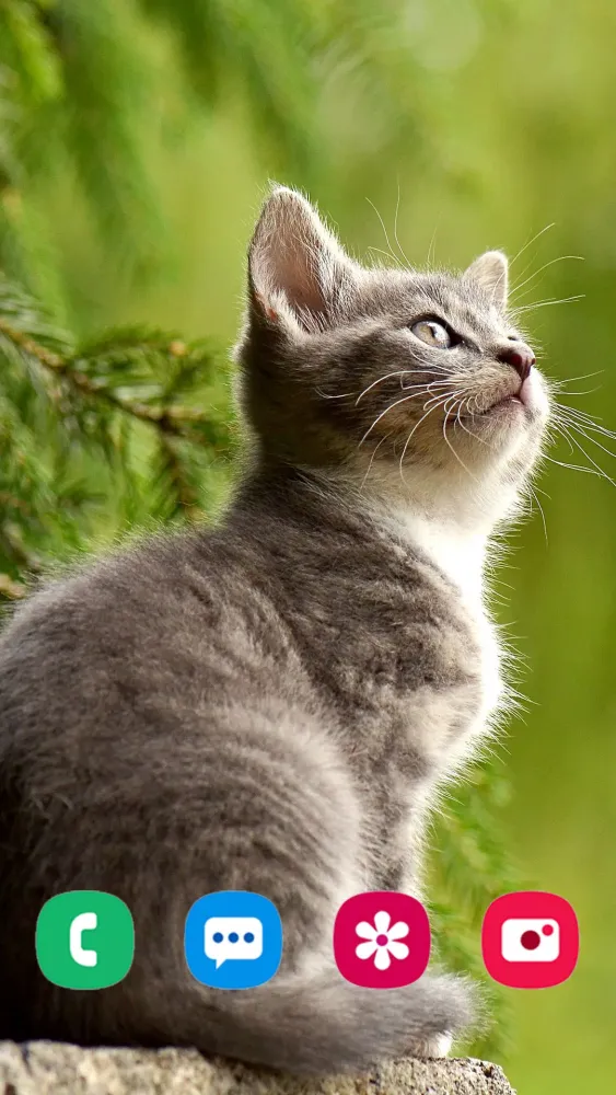 Zrzuty ekranu Kitten Wallpapers