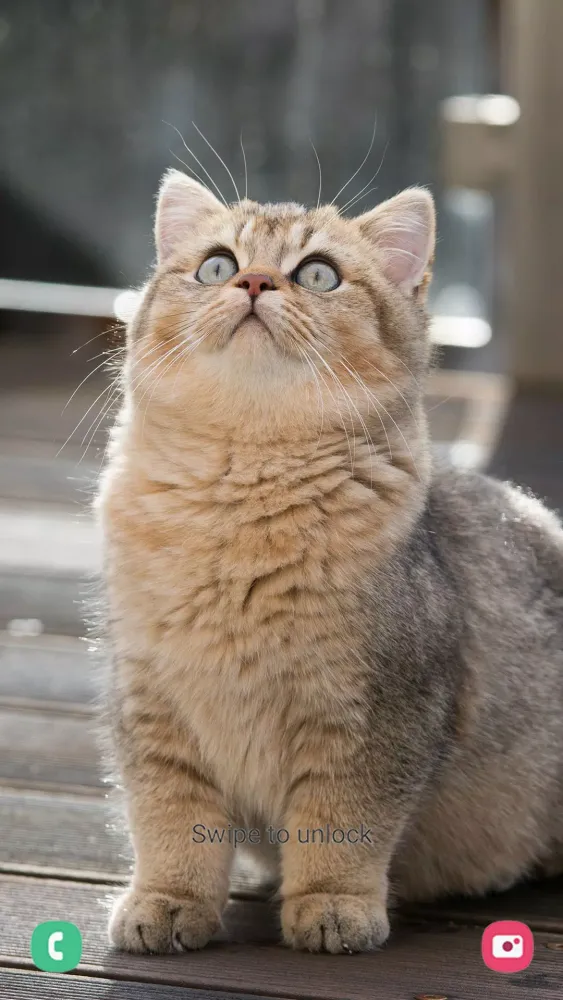 Zrzuty ekranu Kitten Wallpapers
