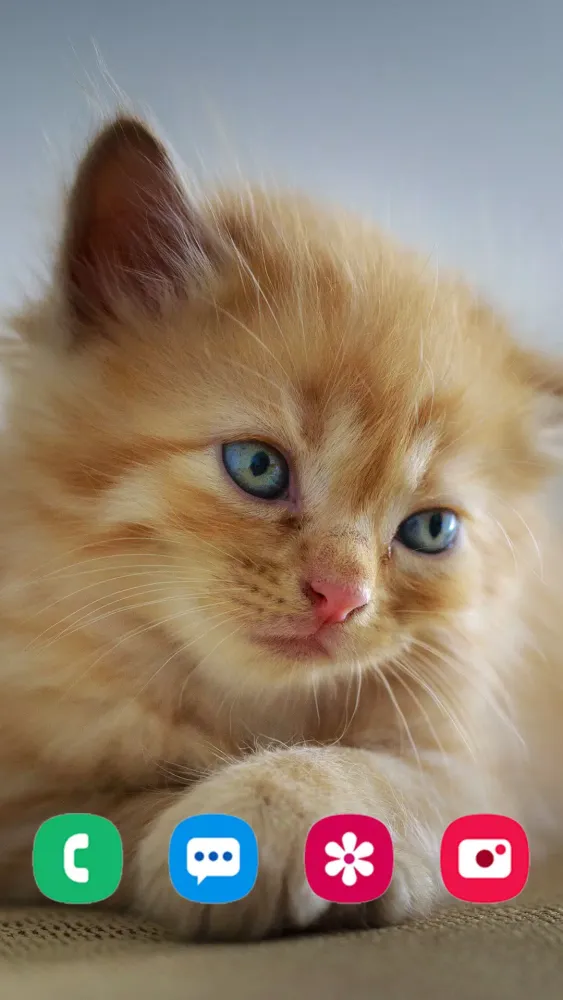 Zrzuty ekranu Kitten Wallpapers