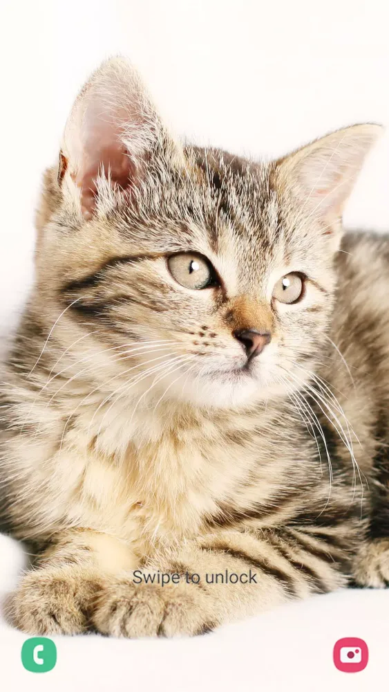 Zrzuty ekranu Kitten Wallpapers