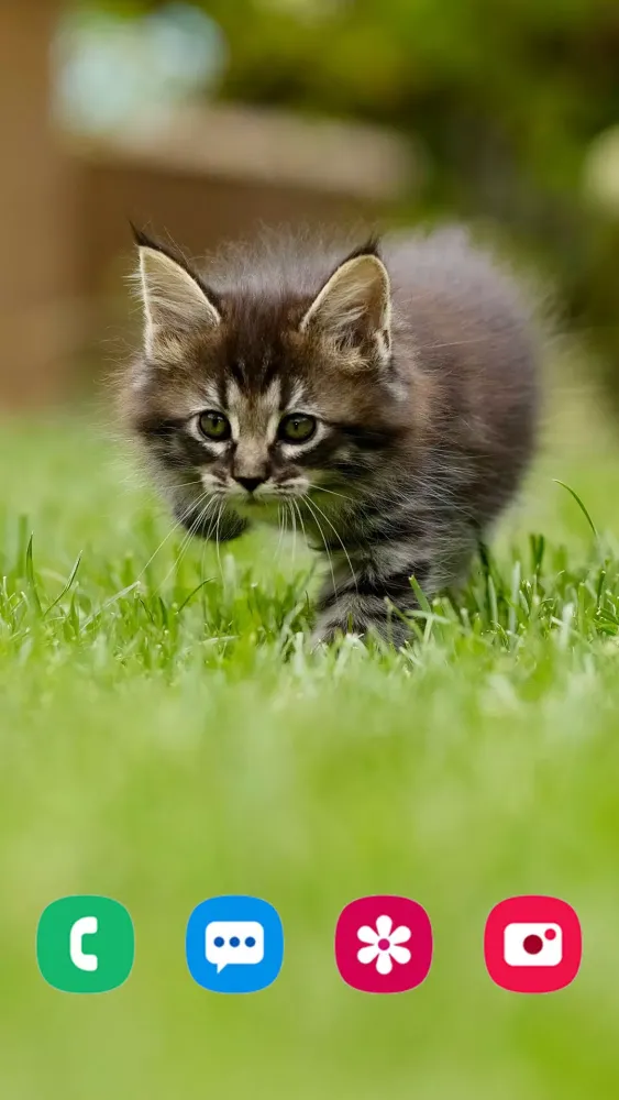 Zrzuty ekranu Kitten Wallpapers