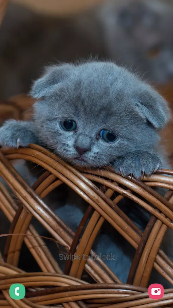 Zrzuty ekranu Kitten Wallpapers