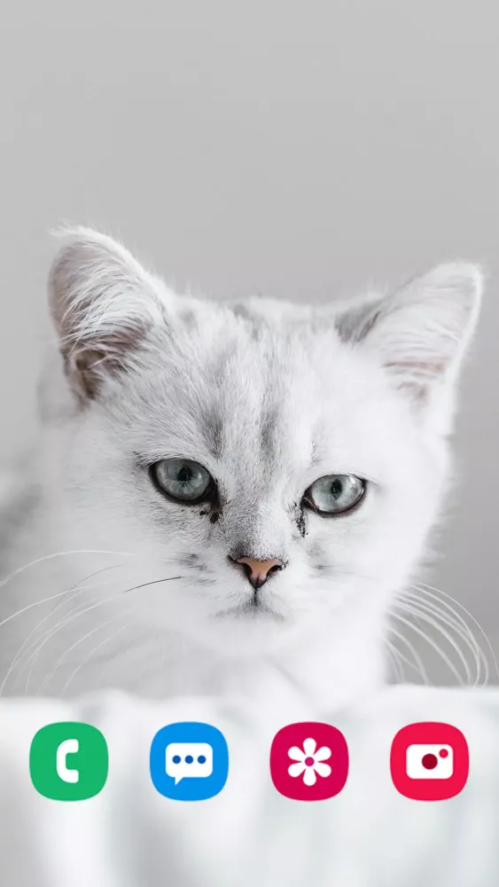 Zrzuty ekranu Kitten Wallpapers