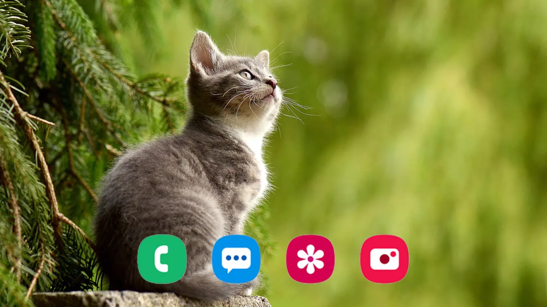 Zrzuty ekranu Kitten Wallpapers