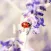 Nature Wallpapers