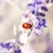 Nature Wallpapers