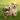 Puppy Wallpapers