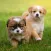 Puppy Wallpapers