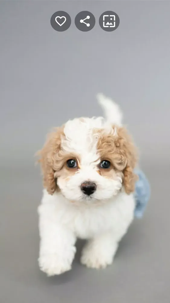 Puppy Wallpapers Screenshots
