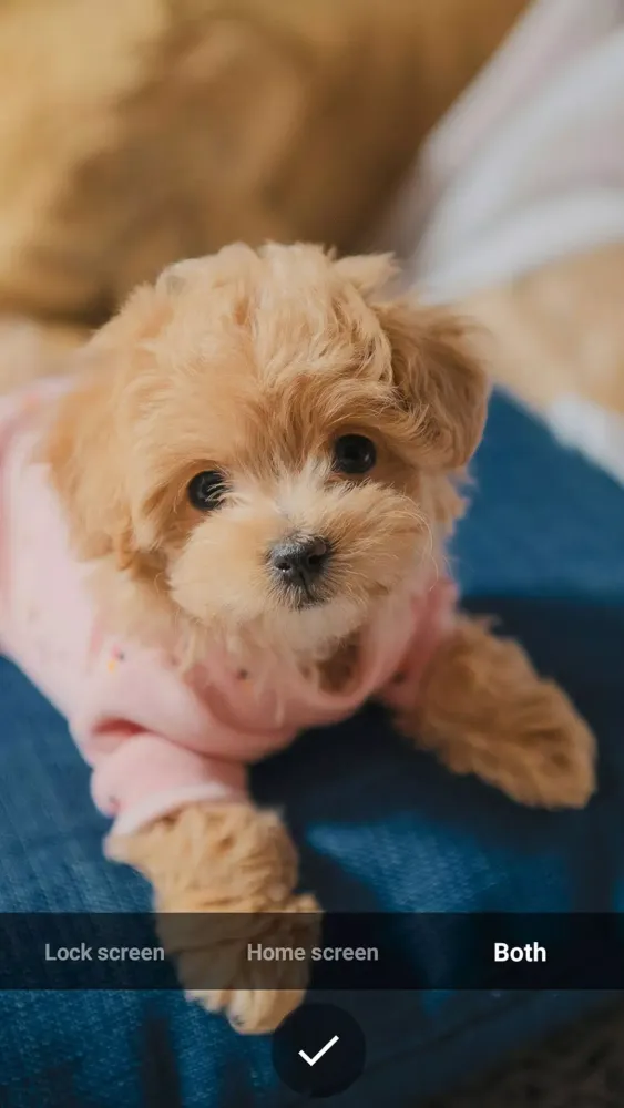 Puppy Wallpapers Screenshots