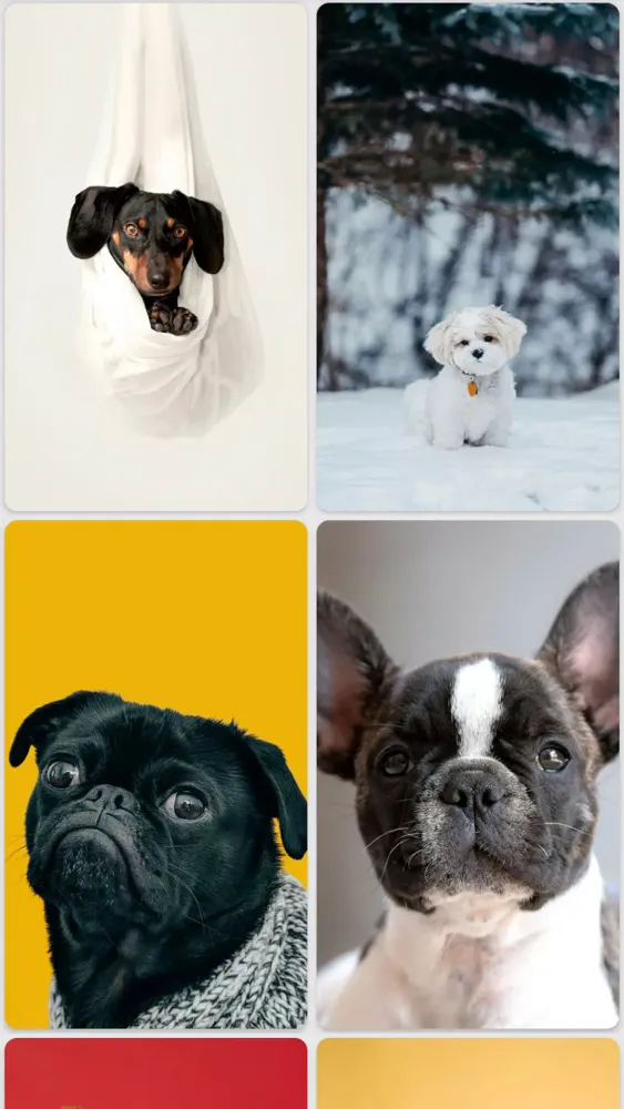 Puppy Wallpapers Screenshots