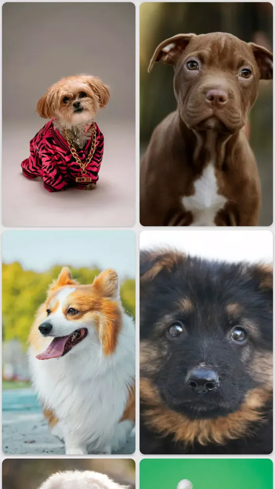Puppy Wallpapers Screenshots