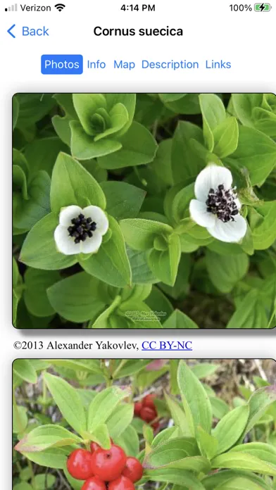 Alaska Wildflowers SW應用截圖