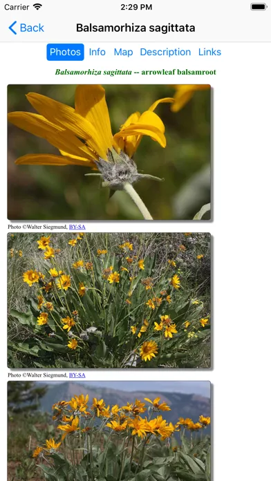 Capturas de pantalla de Arizona Wildflowers