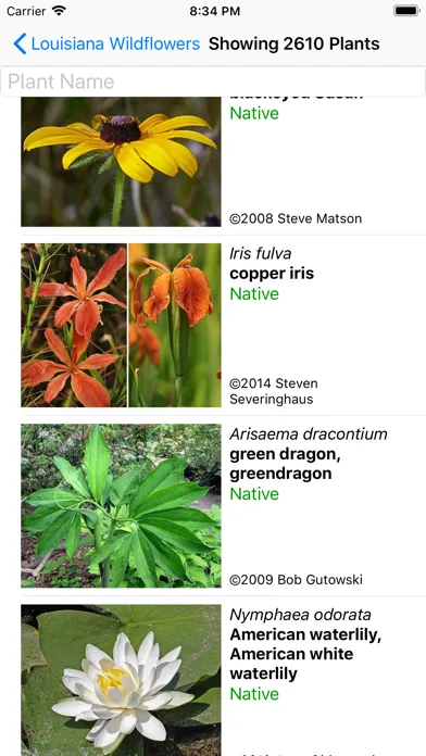 Louisiana Wildflowers Screenshots