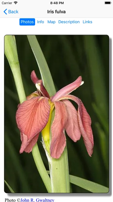 Louisiana Wildflowers Screenshots