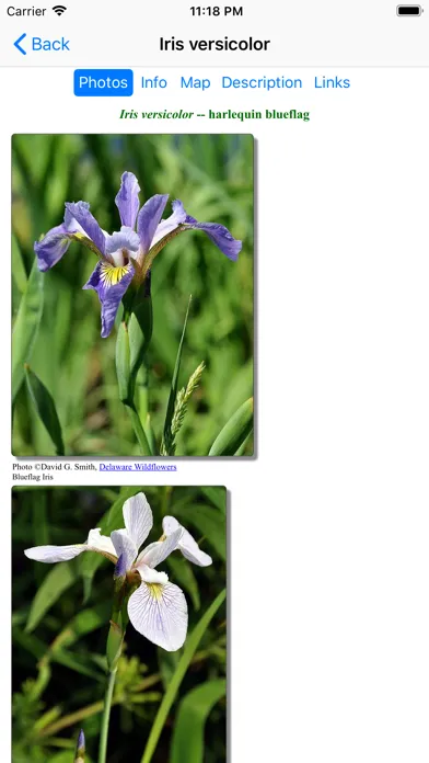 New England Wildflowers スクリーンショット