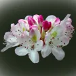 West Virginia Wildflowers