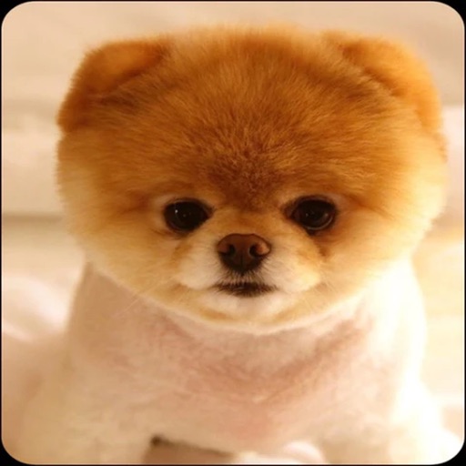 Cute Pomeranian dog wallpaper