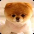 Cute Pomeranian dog wallpaper