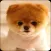 Cute Pomeranian dog wallpaper