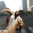 Drive Goat in City Simulator Drive Goat in City Simulator