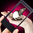 Rat Hand Funny Simulator Rat Hand Funny Simulator