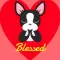 Looking Forward to Blessings - Boston Terrier