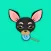 Black Tan Chihuahua