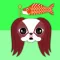 Red Sable Japanese Chin