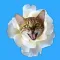 Kitty Bouquet