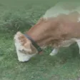 AlpineCowBells