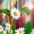 Marguerite
