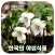 한국의 야생식물