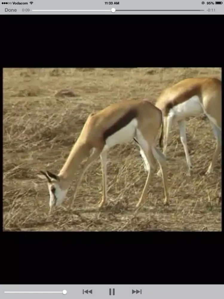 صور Sasol Wildlife for Beginners (Full): Quick facts, photos and videos of 46 southern African animals iPad 