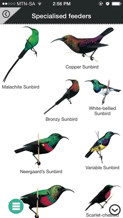 Captures d'écran de Newman’s Birds of Africa LITE